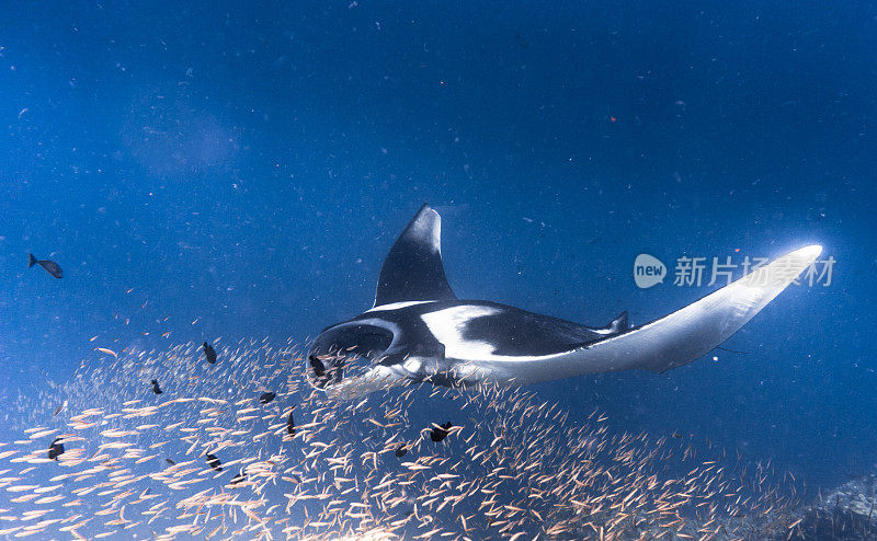 远洋蝠鲼(Manta birostris)游过清洁站。在世界自然保护联盟的红色名单中，这些优雅的动物正在成为野外罕见的景象。